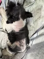 Posey, a female Miniature Schnauzer for sale in Kilgore, TX – Photo 1 of 3