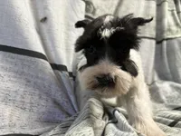 Posey, a female Miniature Schnauzer for sale in Kilgore, TX – Photo 2 of 3