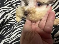Jolene, a female Miniature Schnauzer for sale in Kilgore, TX – 1 of 4