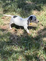 Spot, a male Miniature Dachshund for sale in Kilgore, TX – 2 of 4