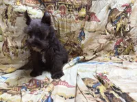 Coco, a male Miniature Schnauzer for sale in Kilgore, TX – Photo 10 of 10