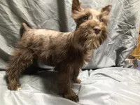 Coco, a male Miniature Schnauzer for sale in Kilgore, TX – Photo 7 of 10