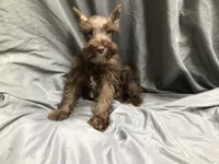 Coco, a male Miniature Schnauzer for sale in Kilgore, TX – Photo 8 of 10