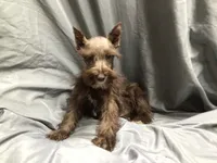 Coco, a male Miniature Schnauzer for sale in Kilgore, TX – Photo 9 of 10