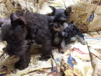 Coco, a male Miniature Schnauzer for sale in Kilgore, TX – Photo 5 of 10