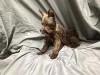 Coco, a male Miniature Schnauzer for sale in Kilgore, TX – Photo 2 of 10