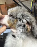 Milo, a male Poodle - Miniature  for sale in Kilgore, TX – 9 of 9