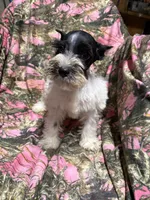 Tucker, a male Miniature Schnauzer for sale in Kilgore, TX – 1 of 5