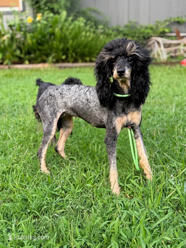 Coco – Poodle - Miniature  puppy for sale in Kilgore, TX