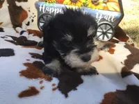 Popcorn, a male Miniature Schnauzer for sale in Kilgore, TX – Photo 2 of 4