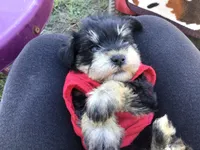Popcorn, a male Miniature Schnauzer for sale in Kilgore, TX – Photo 1 of 4