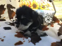 Popcorn, a male Miniature Schnauzer for sale in Kilgore, TX – Photo 3 of 4