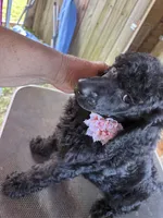 Smokey She Bear, a female Poodle - Standard  for sale in Kilgore, TX – 2 of 5
