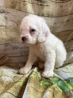 processed/0f0834d0-4bff-4841-826c-197664d9379d/listing/f398a573-8c47-473d-9dcd-fcf9d7dc910d/93fb0ee7-b514-4a89-ab53-977a661fcd6a