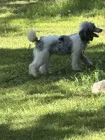 Milo, a male Poodle - Miniature  for sale in Kilgore, TX – 2 of 7