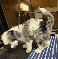 Sassy, a  Poodle - Multi-Colored Standard and Bernedoodle for sale in Kilgore, TX – 3 of 3