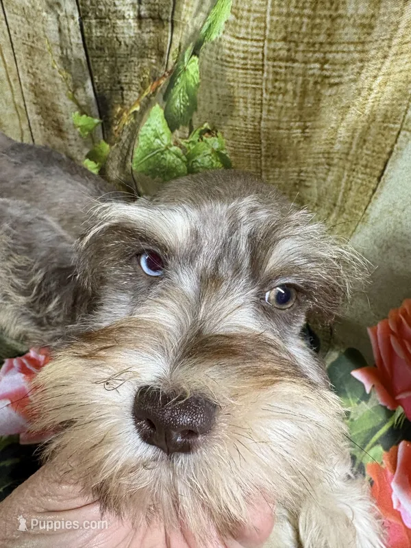 Gorgeous, a female Miniature Schnauzer for sale in Kilgore, TX – Photo 1 of 4