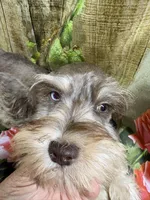 Gorgeous, a female Miniature Schnauzer for sale in Kilgore, TX – Photo 1 of 4