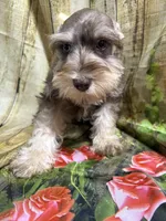 Gorgeous, a female Miniature Schnauzer for sale in Kilgore, TX – Photo 3 of 4
