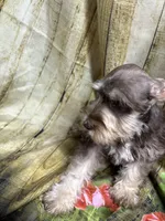 Gorgeous, a female Miniature Schnauzer for sale in Kilgore, TX – Photo 2 of 4