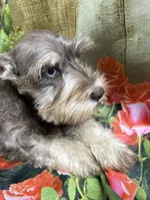 Gorgeous, a female Miniature Schnauzer for sale in Kilgore, TX – Photo 4 of 4
