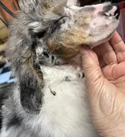 Milo, a male Poodle - Miniature  for sale in Kilgore, TX – 8 of 9