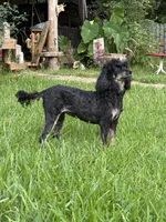 Chanel, a female Poodle - Miniature  for sale in Kilgore, TX – 3 of 3