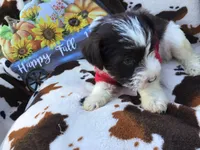Blue eyed Cracker Jack, a male Miniature Schnauzer for sale in Kilgore, TX – Photo 5 of 5