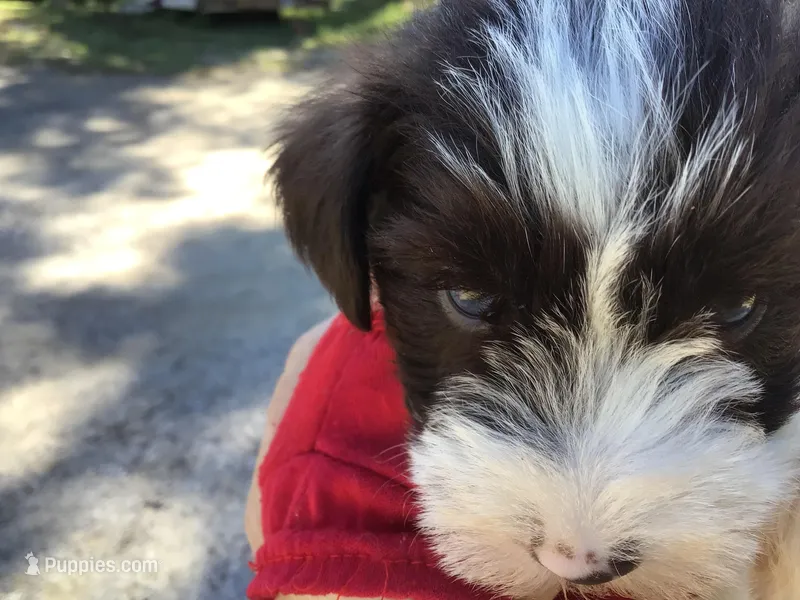Blue eyed Cracker Jack