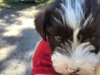 Blue eyed Cracker Jack, a male Miniature Schnauzer for sale in Kilgore, TX – Photo 1 of 5