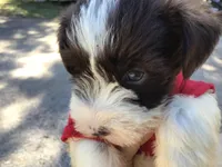 Blue eyed Cracker Jack, a male Miniature Schnauzer for sale in Kilgore, TX – Photo 2 of 5