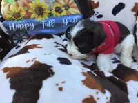 Blue eyed Cracker Jack, a male Miniature Schnauzer for sale in Kilgore, TX – Photo 3 of 5