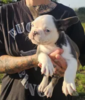 Manny, a male French Bulldog for sale in Manito, IL – 1 of 1