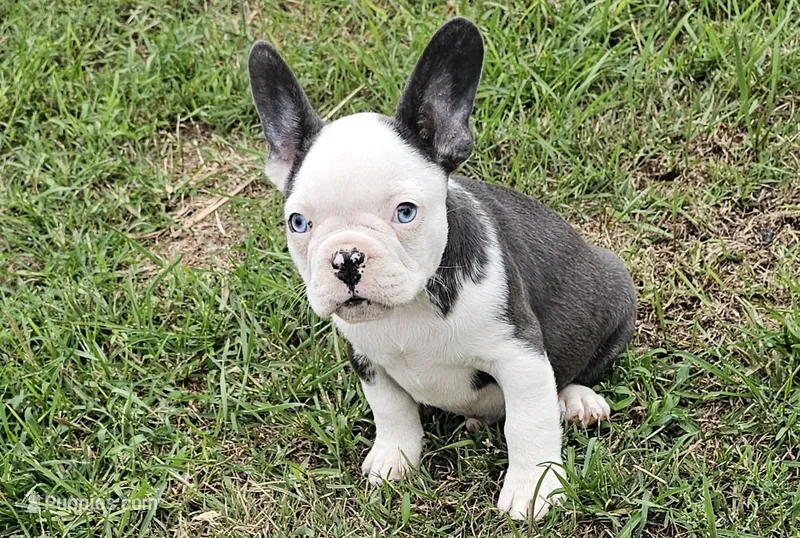 Manny – French Bulldog puppy for sale in Manito, IL