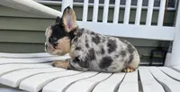 Chime, a female French Bulldog for sale in Manito, IL – 3 of 5