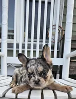 Chime, a female French Bulldog for sale in Manito, IL – 5 of 5
