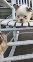 Tina, a female French Bulldog for sale in Manito, IL – 6 of 6