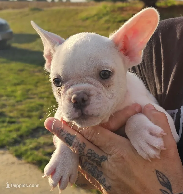 Dykstra – French Bulldog puppy for sale in Manito, IL