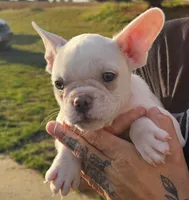 Dykstra, a male French Bulldog for sale in Manito, IL – 1 of 1