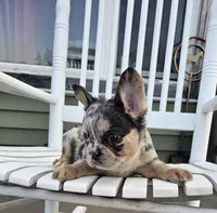 Chime, a female French Bulldog for sale in Manito, IL – 4 of 5