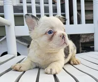 Tina, a female French Bulldog for sale in Manito, IL – 4 of 6