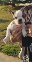 Ally, a female French Bulldog for sale in Manito, IL – 1 of 1