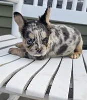 Chime, a female French Bulldog for sale in Manito, IL – 2 of 5