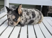 Chime, a female French Bulldog for sale in Manito, IL – 1 of 5