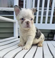 Tina, a female French Bulldog for sale in Manito, IL – 3 of 6