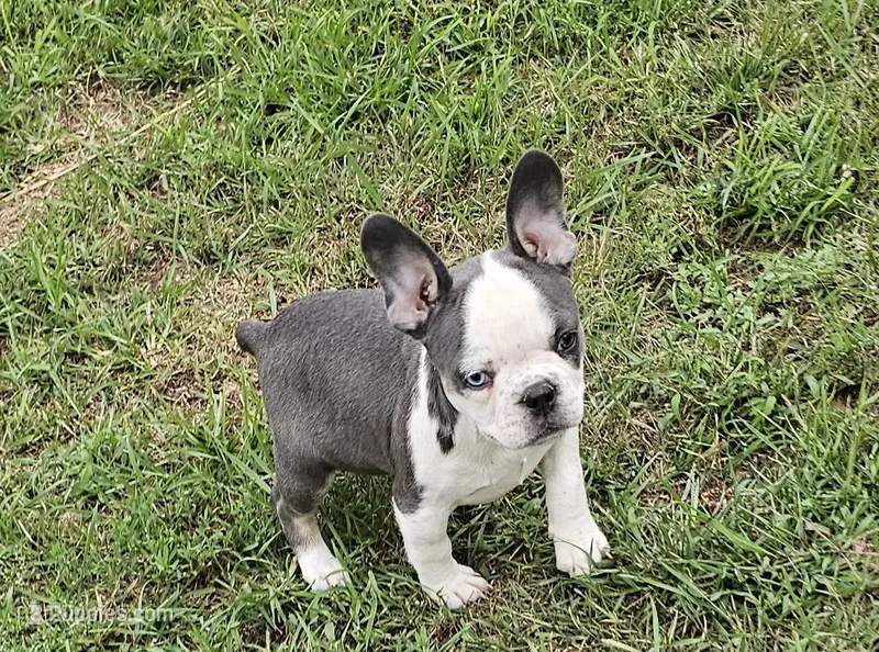 Ally – French Bulldog puppy for sale in Manito, IL