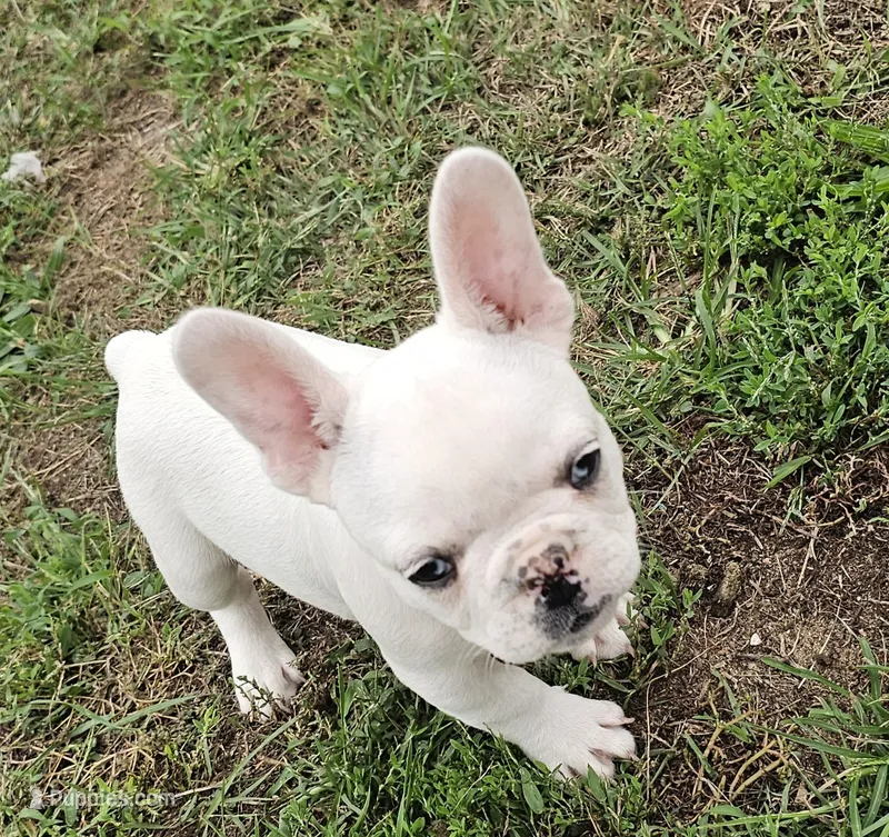Davie – French Bulldog puppy for sale in Manito, IL