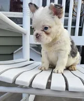 Tina, a female French Bulldog for sale in Manito, IL – 2 of 6