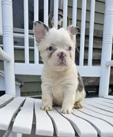Tina, a female French Bulldog for sale in Manito, IL – 5 of 6