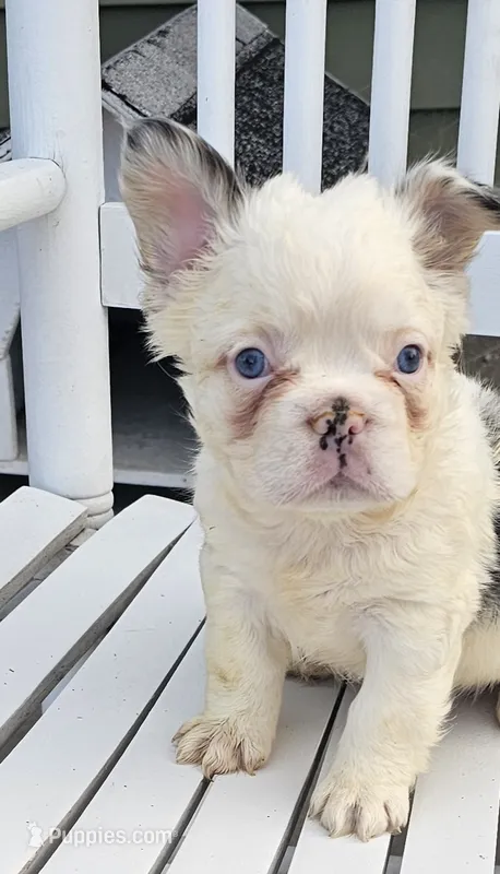 Tina – French Bulldog puppy for sale in Manito, IL